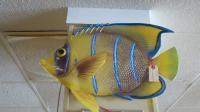 This larger fish is $30.jpg